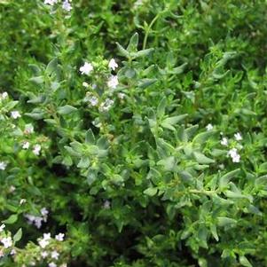 Thyme French