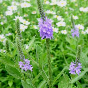 Verbena stricta 