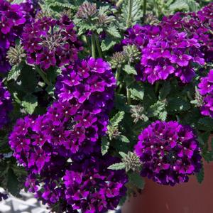 Verbena Lascar™ Black Velvet