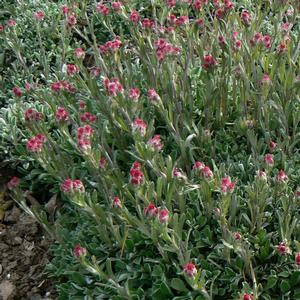 Antennaria dioica Rubra