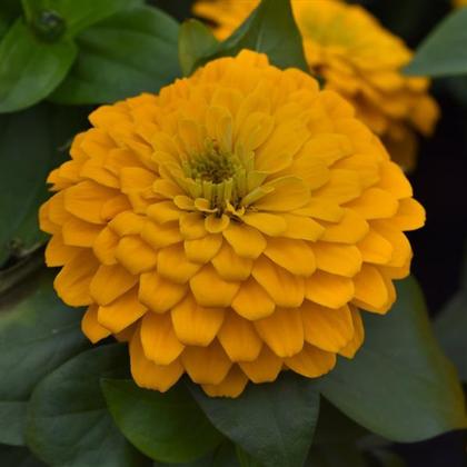 Zinnia 'Zesty Yellow' - from Rush Creek Growers