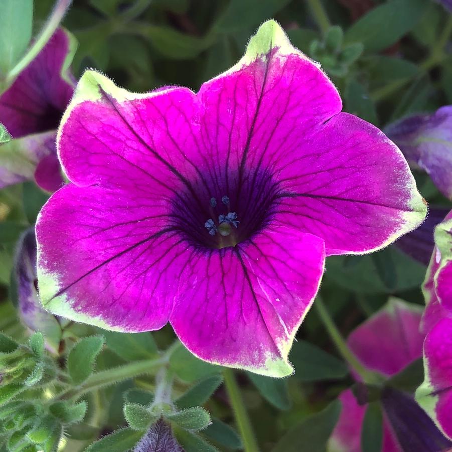 Petunia 'Tea Purple Green Edge' - photo courtesy of Penn State