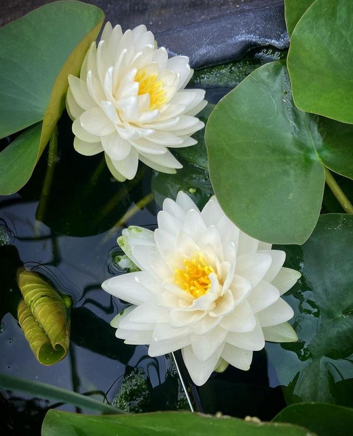 Nymphaea 'Albatross' - Hardy Water Lily 