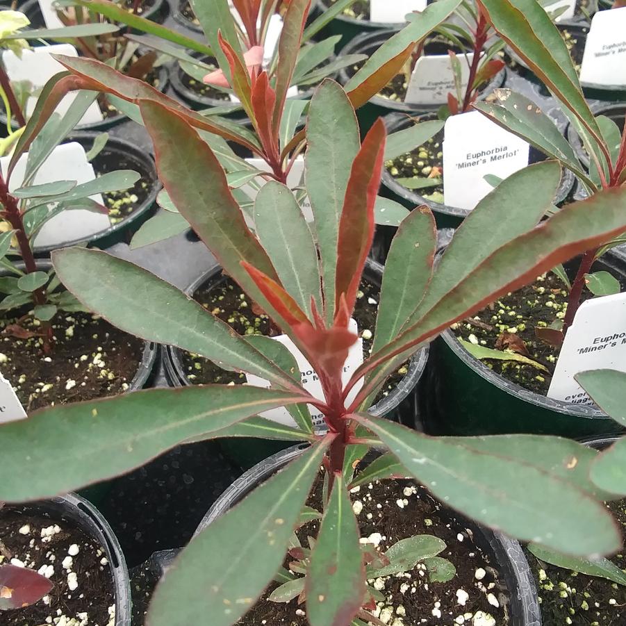 Euphorbia 'Miner's Merlot' - NEW 2023 from Rush Creek Growers