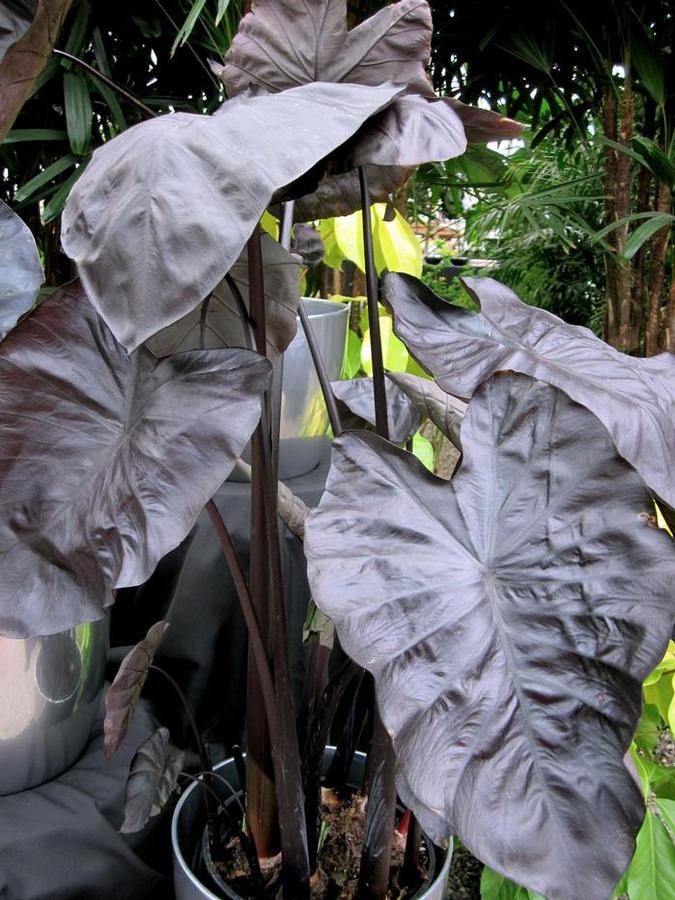 Colocasia 'Black Coral' - photo courtesy of Clarity