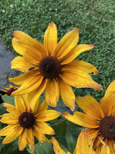 Rudbeckia 'Sunbeckia Mia' - Penn State trials