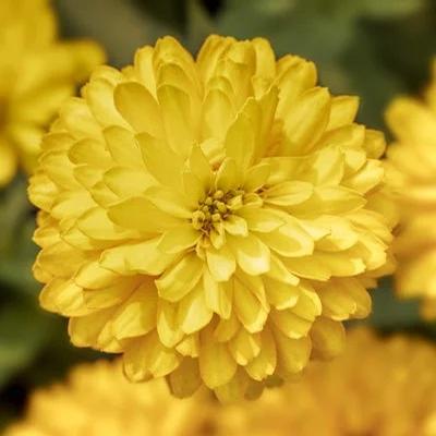 Zinnia 'Zydeco Yellow' - Courtesy of Syngenta