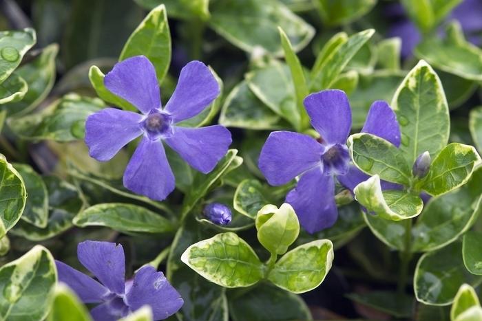Vinca minor 'Ralph Shugert' - Periwinkle photo courtesy of Clarity