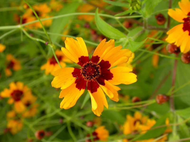 Coreopsis tinctoria - Dyer's Coreopsis photo courtesy of Missouri Botanical Garden Plant Finder