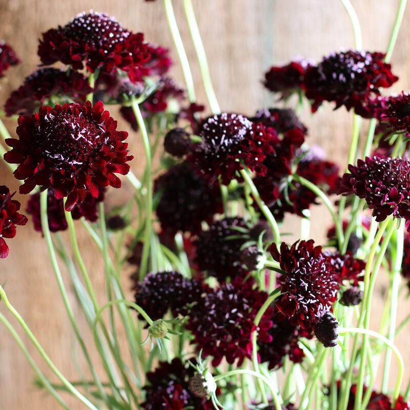 Scabiosa atropurpurea 'Black Knight' - photo courtest of Johnnys