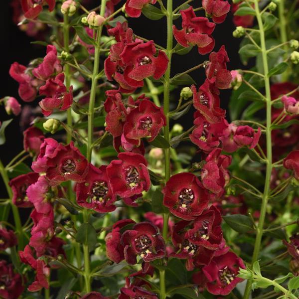 Angelonia angustifolia Archangel™ 'Ruby Sangria' Photo courtsey of Ball Seed