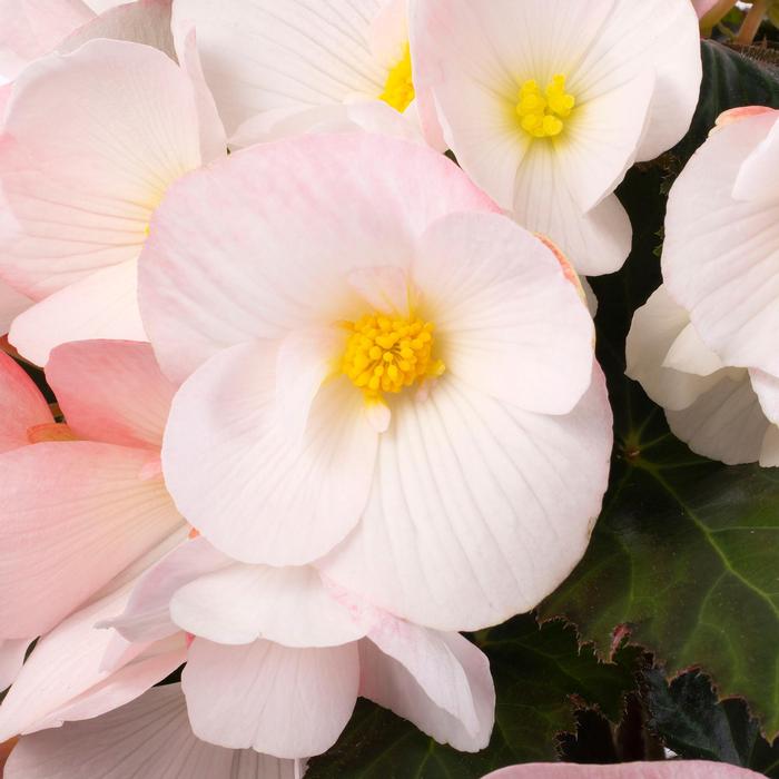 Begonia Florencio™ White