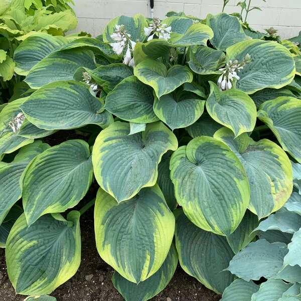Hosta 'Terms of Endearment' - Plantain lily photo courtesy of Walters