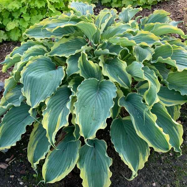 Hosta 'Voices in the Wind' - Plantain lily photo courtesy of Walters