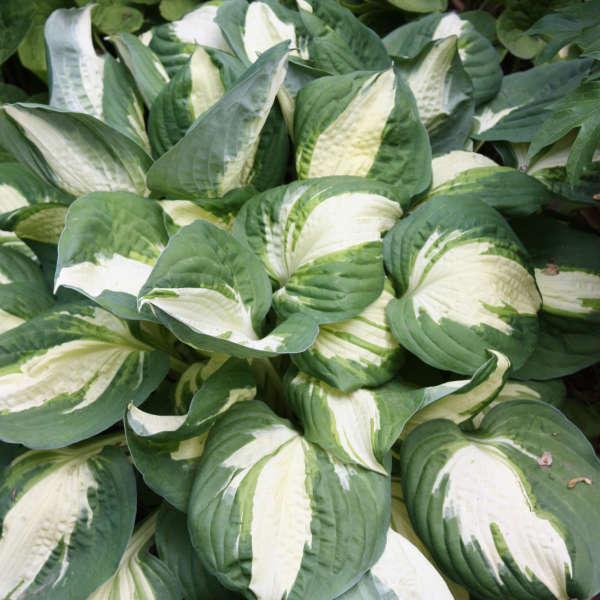 Hosta 'Vulcan' - Plantain lily photo courtesy of Walters