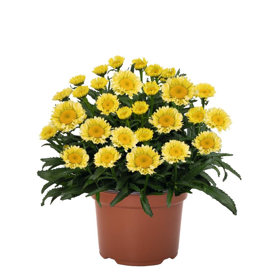 Leucanthemum 'Sweet Daisy™ Izabel' - Shasta daisy photo courtesy of Dummen Orange