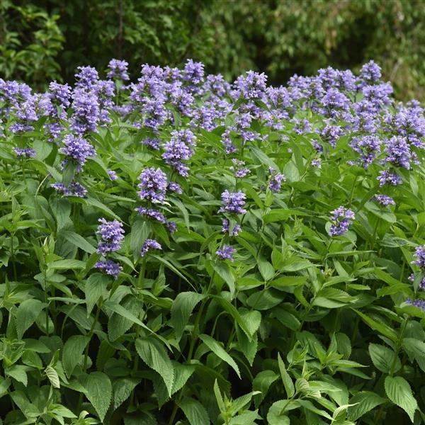 Nepeta subsessilis 'Prelude Blue' - Catmint photo courtesy of Ball Seed 