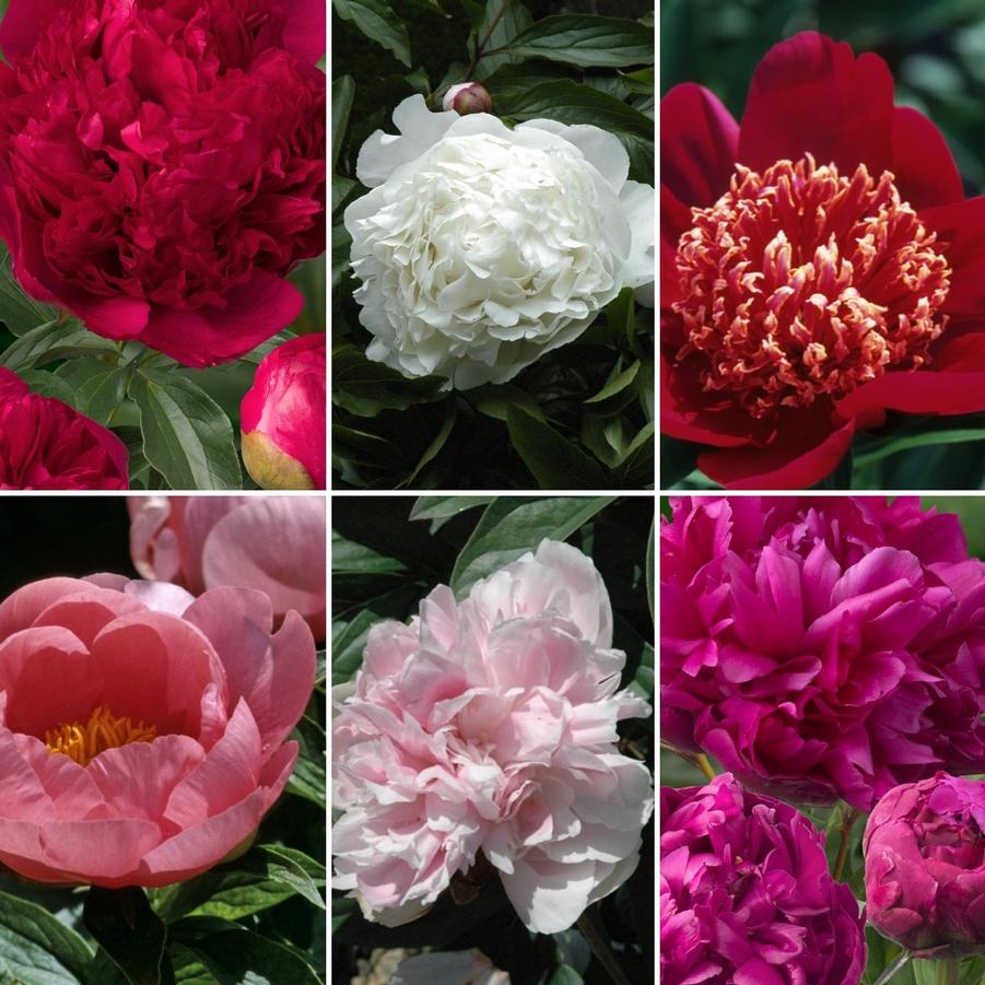 Peony,herbaceous 'Assortment' - from Rush Creek Growers
