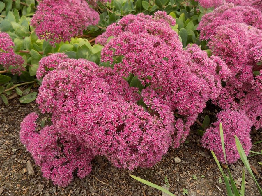 Sedum 'Pillow Talk' - Stonecrop photo courtesy of Missouri Botanical Garden