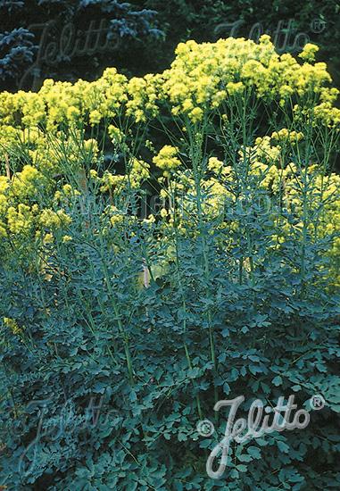 Thalictrum flavum subsp. glacum - Yellow Meadow Rue photo courtesy of Jelitto Seed