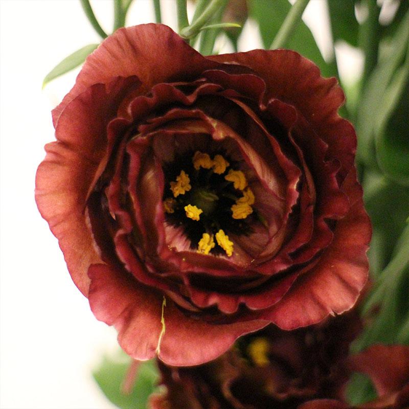 Lisianthus 'Rosanne 3 Brown' - photo courtesy of Sakata