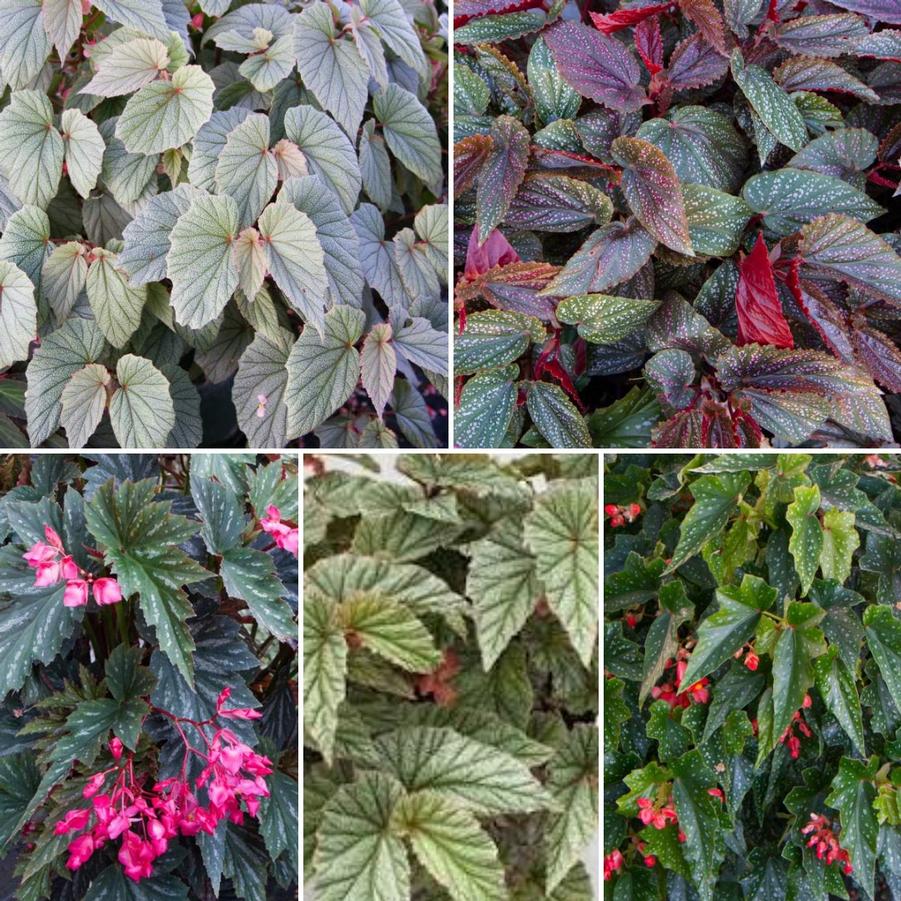 Begonia 'Angel Wing Mix' - from Rush Creek Growers