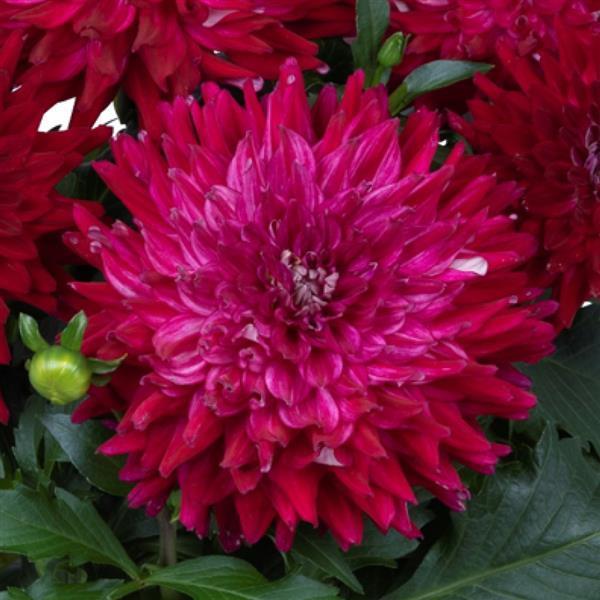 Dahlia 'Megaboom Raspberry Ice' - photo courtesy of Ball Seed