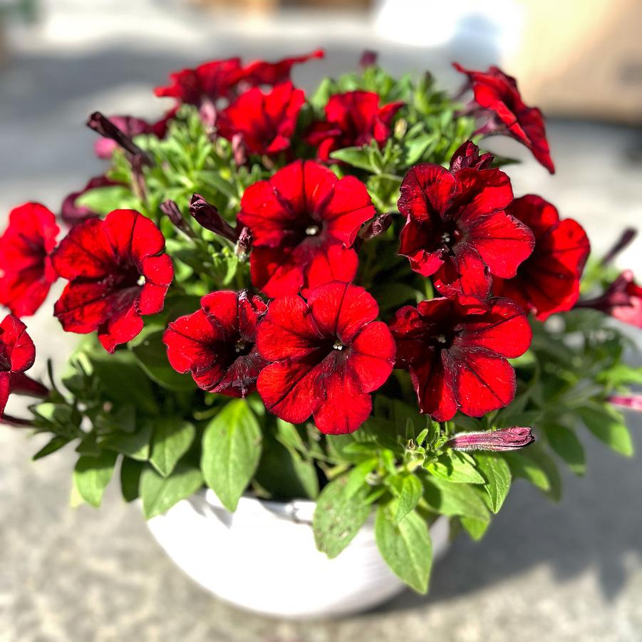 Petunia 'CrazytuniaÂ® Gingersnap' --photo courtesy of PAC Eisner/Weshoff-www.pac-eisner.com/www.westflowers.de