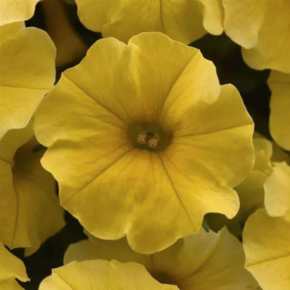 Petunia 'SuperCalÂ® Premium Caliburst™ Yellow' - photo courtesy of Pan American Seed