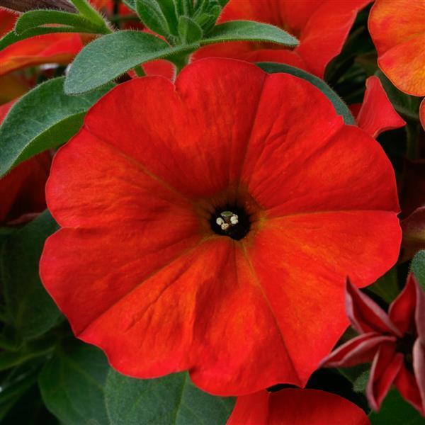 Petunia 'SuperCalÂ® Premium Red Maple' - photo courtesy of Ball Seed