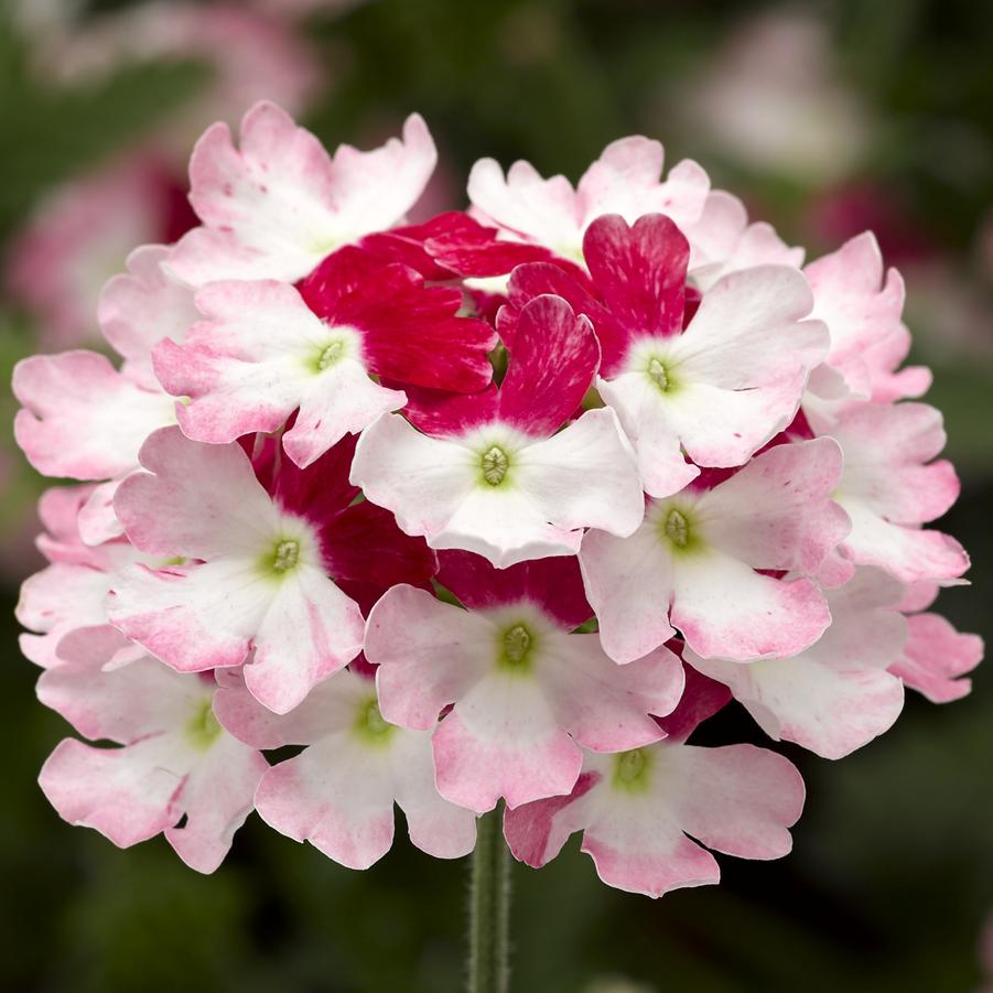 Verbena 'LanaiÂ® Twister™ Red' - photo courtesy of Syngenta