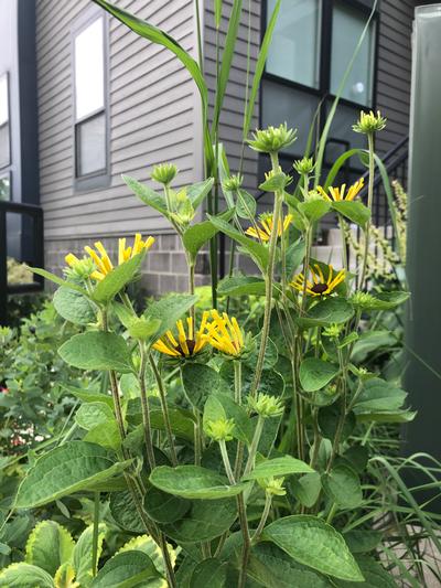 Rudbeckia 'Henry Eilers' - from Rush Creek Growers