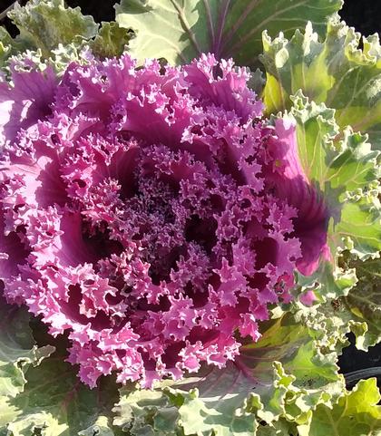 Flowering Kale 'Kamome Red' - from Rush Creek Growers