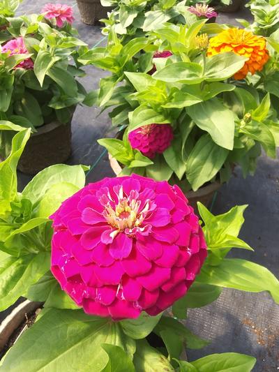 Zinnia 'Zesty Purple' - from Rush Creek Growers