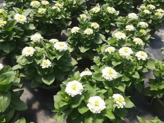 Zinnia 'Zesty White' - from Rush Creek Growers