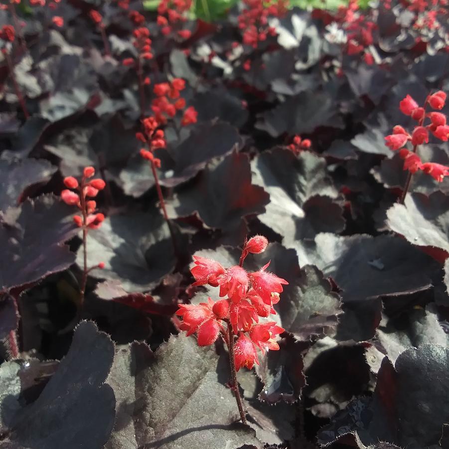 Heuchera 'Black Forest Cake' - Coral Bells from Rush Creek Growers