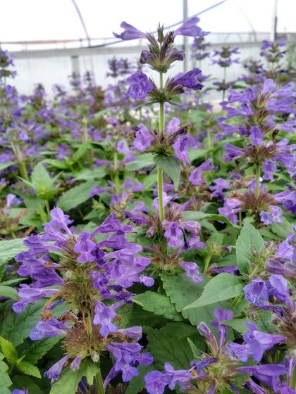 Nepeta 'Neptune' - Catmint from Rush Creek Growers