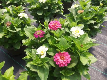 Zinnia 'Zesty Mix' - from Rush Creek Growers