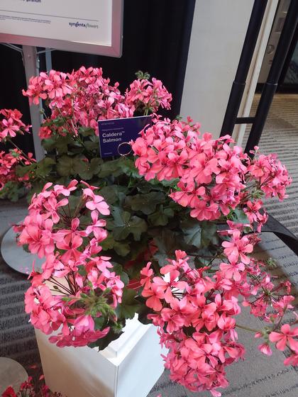 Geranium 'Caldera™ Salmon' - from Rush Creek Growers