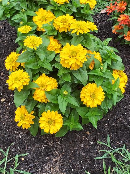 Zinnia 'Zesty Yellow' - from Rush Creek Growers