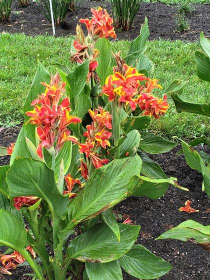 Canna x generalis 'Cannova® Red Golden Flame' - NEW 2023 from Rush Creek Growers