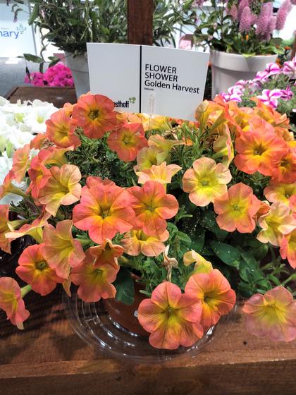 Petunia 'Flower Shower Golden Harvest' - NEW 2023 from Rush Creek Growers