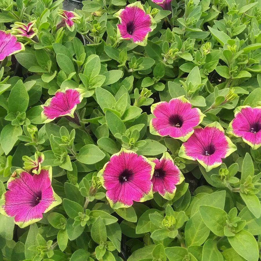 Petunia 'Tea Purple Green Edge' - from Rush Creek Growers