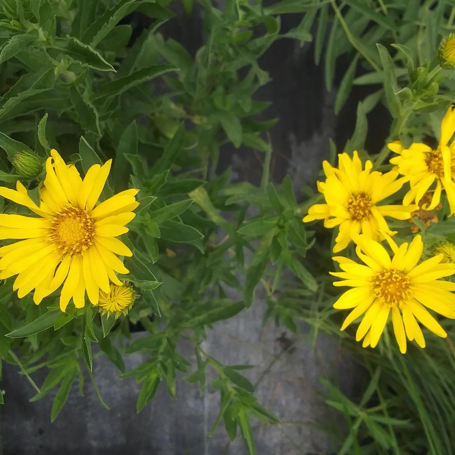 Chrysopsis villosa - Hairy Golden Aster from Rush Creek Growers