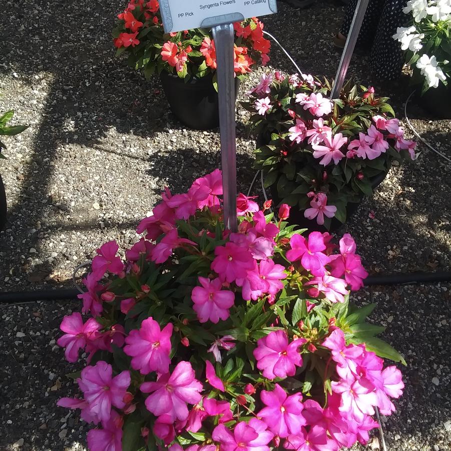 Impatiens Spectra™ 'Magenta' - New Guinea Impatiens from Rush Creek Growers