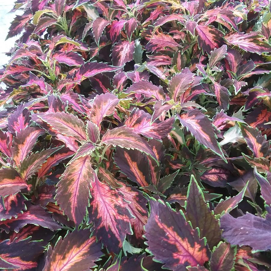 Coleus 'Premium Sun Coral Candy' - from Rush Creek Growers