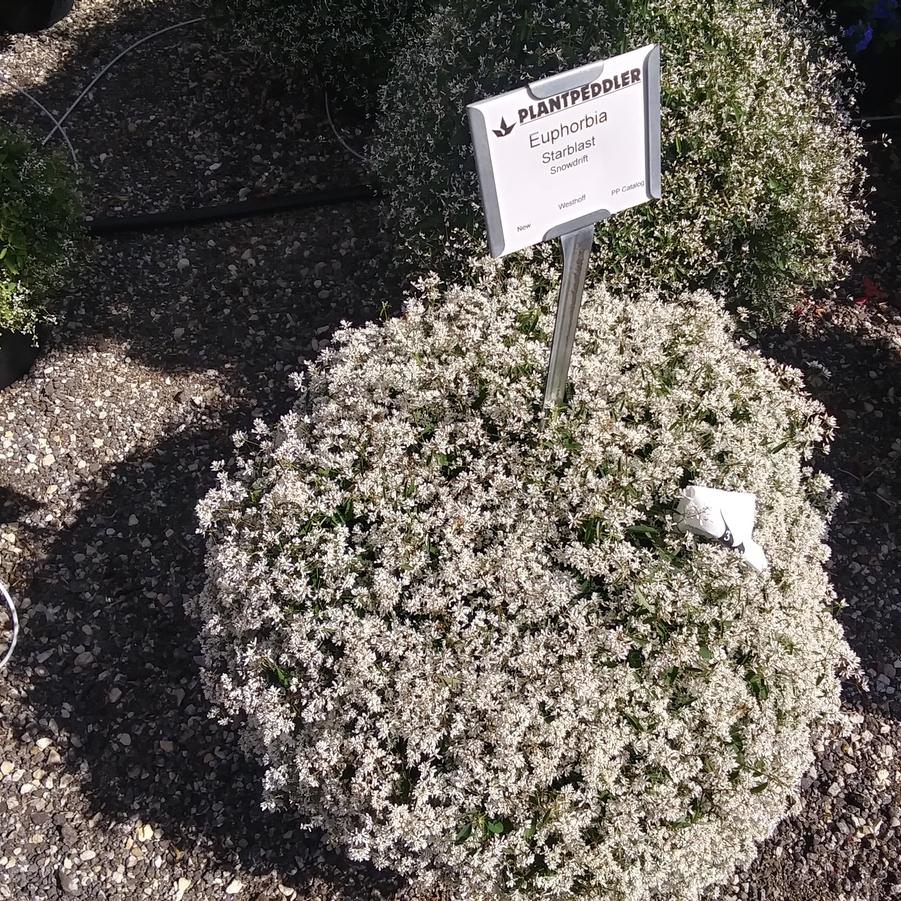 Euphorbia 'Starblast™ Snowdrift' - from Rush Creek Growers