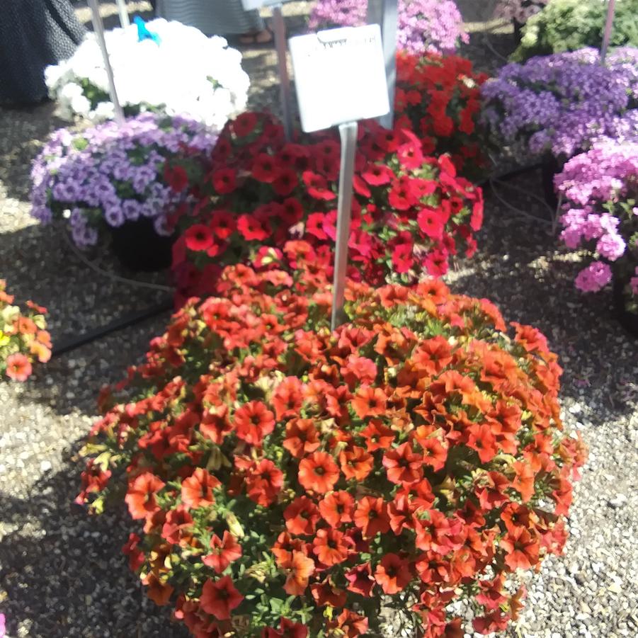 Petunia 'SuperCal® Premium Red Maple' - from Rush Creek Growers