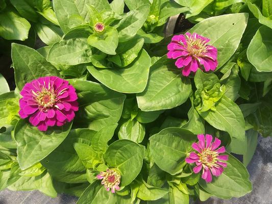 Zinnia 'Zesty Purple' - from Rush Creek Growers