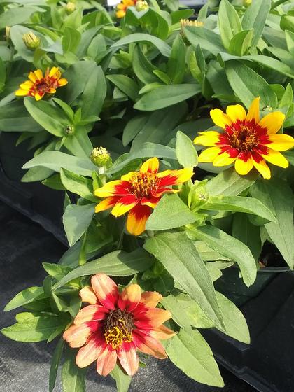 Zinnia 'Profusion Red/Yellow Bicolor' - from Rush Creek Growers